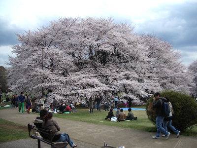 kinuta_sakura.jpg