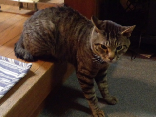 image-20120526122109.png