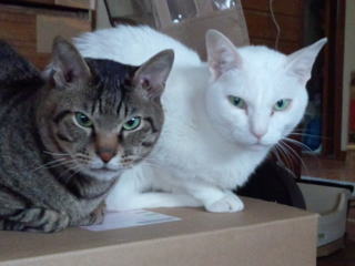 image-20120526123247.png